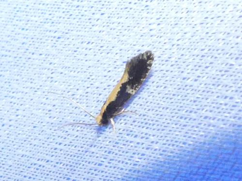 Monopis obviella